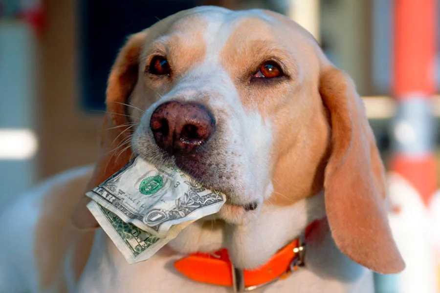 perro ahorrando dinero