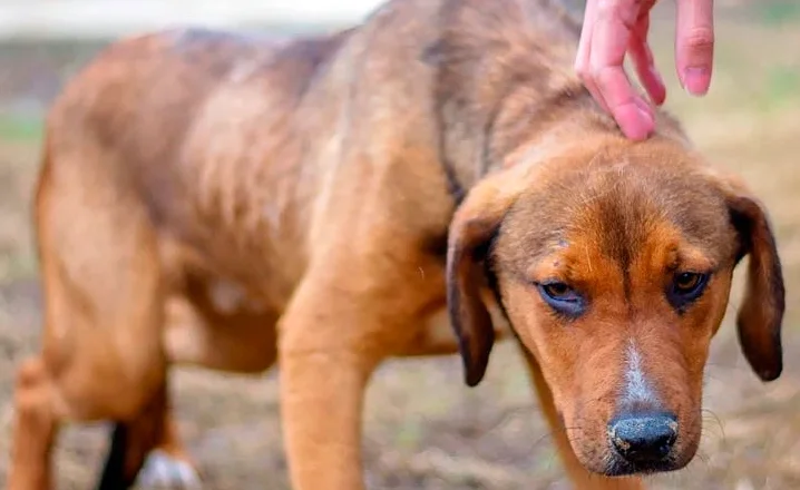 perro maltratado