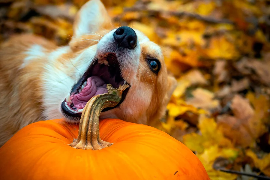 preparar comida barf para perros