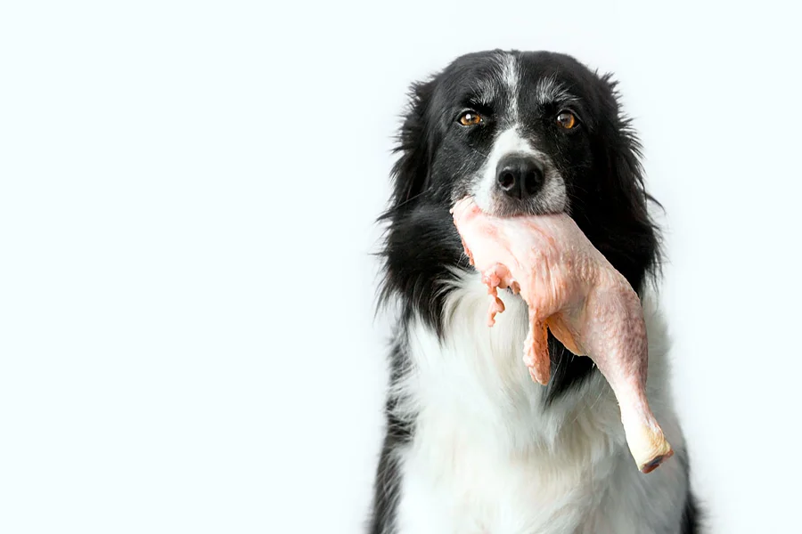 perro comiendo pollo