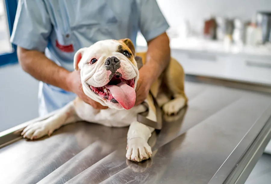 perro en veterinario