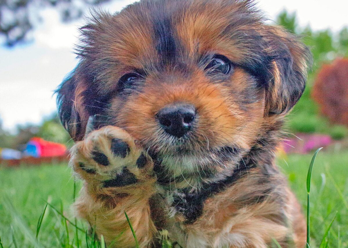 perro feliz alimentado con comida natural