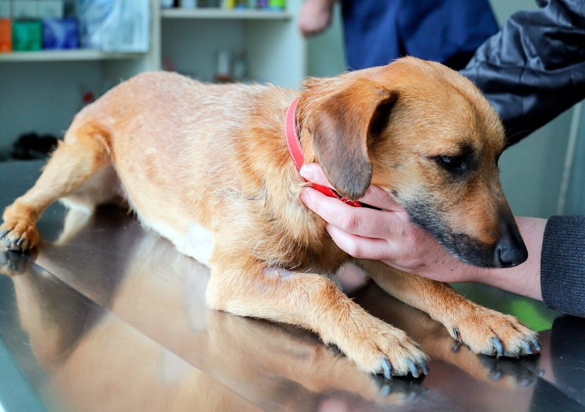 perro en revisión veterinaria