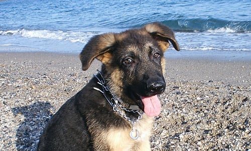 cachorro de pastor alemán