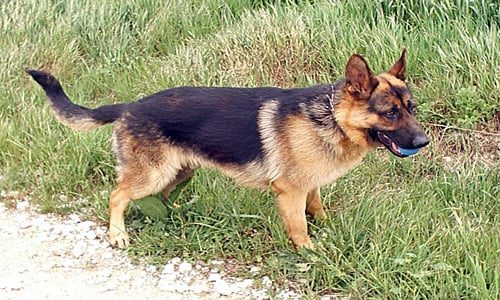 perro pastor alemán